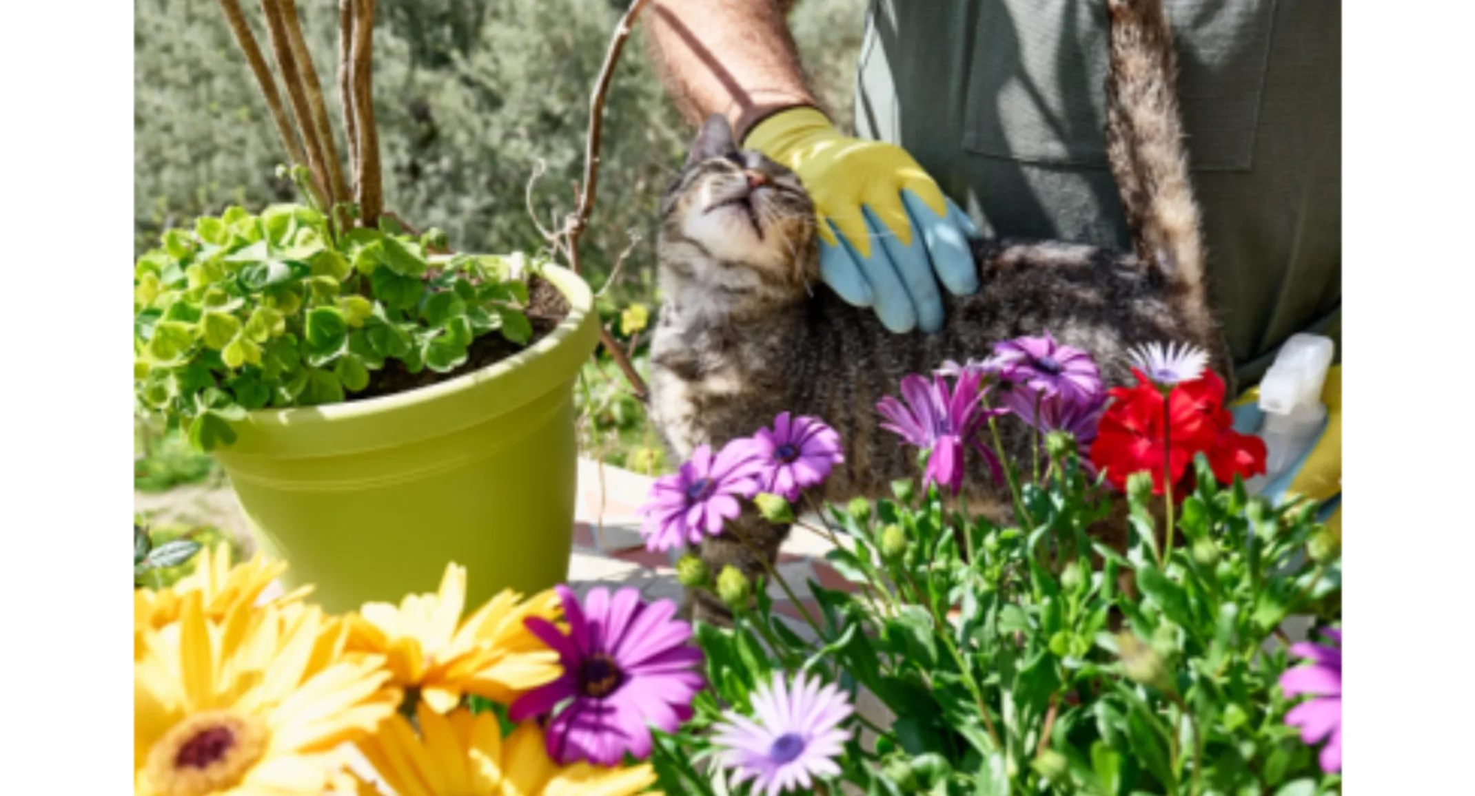 Owner petting a gray cat in the garden next to flower shrubs